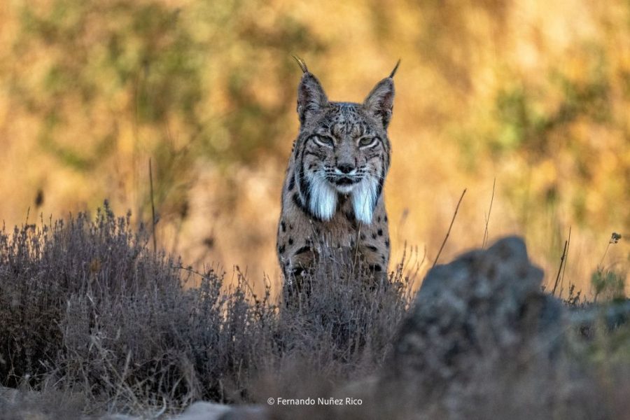 Lince ibérico