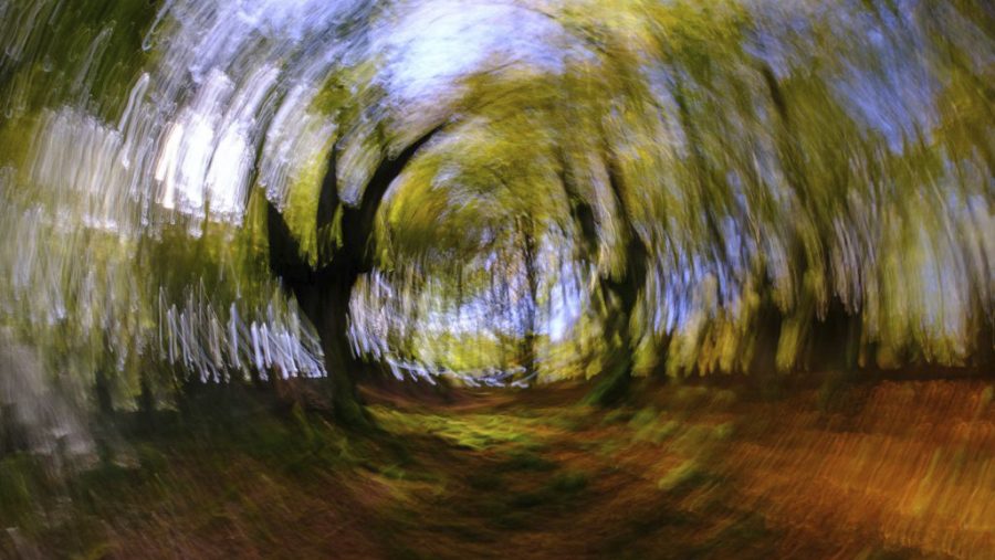 El bosque en movimiento ©Isidro de Pablo