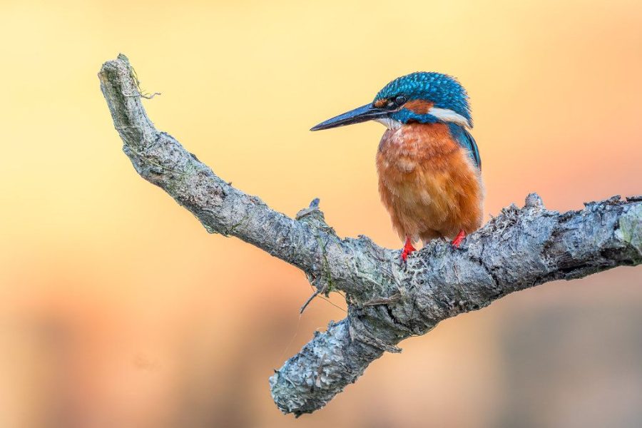 Martín pescador ©Juan Manuel Martín