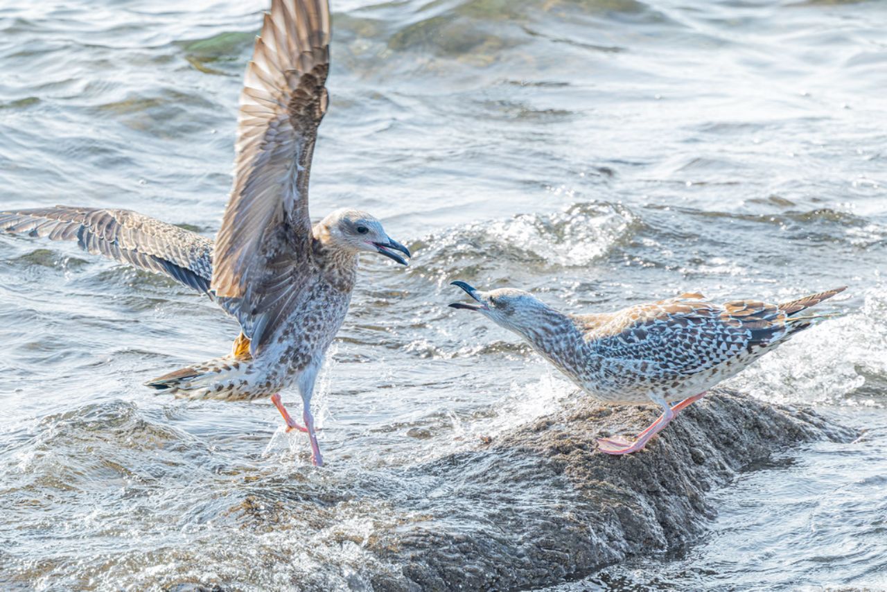 Gaviotas patiamarillas juveniles ©Juan Manuel Martín Gaviotas patiamarillas juveniles ©Juan Manuel Martín
