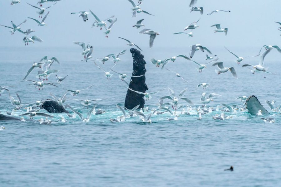 Ballena jorobada ©Luis Alcaraz