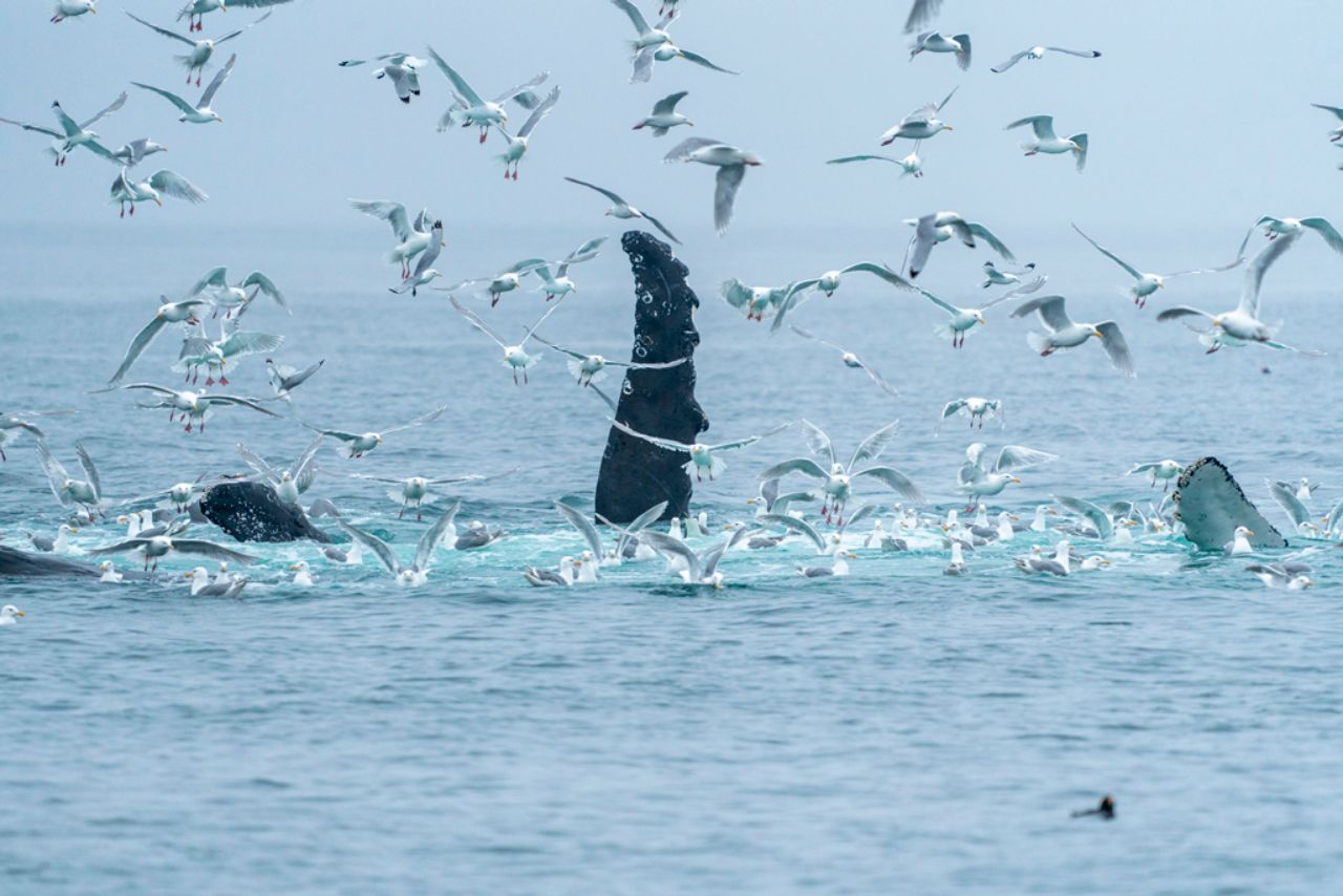 Ballena jorobada ©Luis Alcaraz Ballena jorobada ©Luis Alcaraz