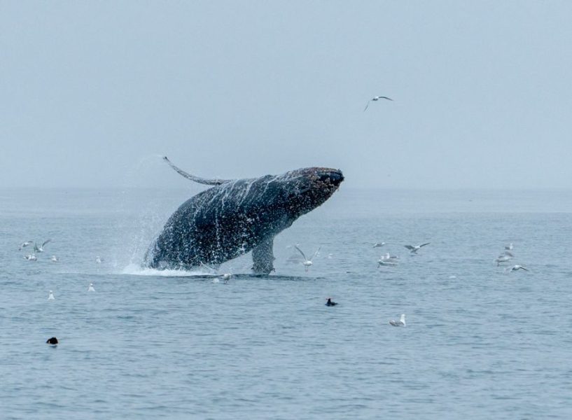 Ballena jorobada ©Luis Alcaraz