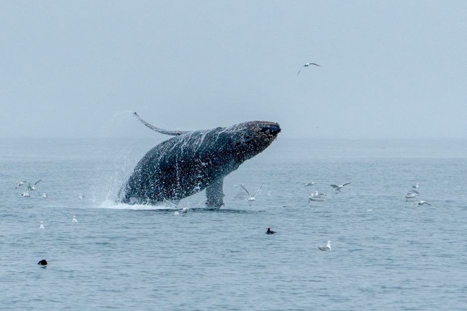 Ballena jorobada ©Luis Alcaraz Ballena jorobada ©Luis Alcaraz