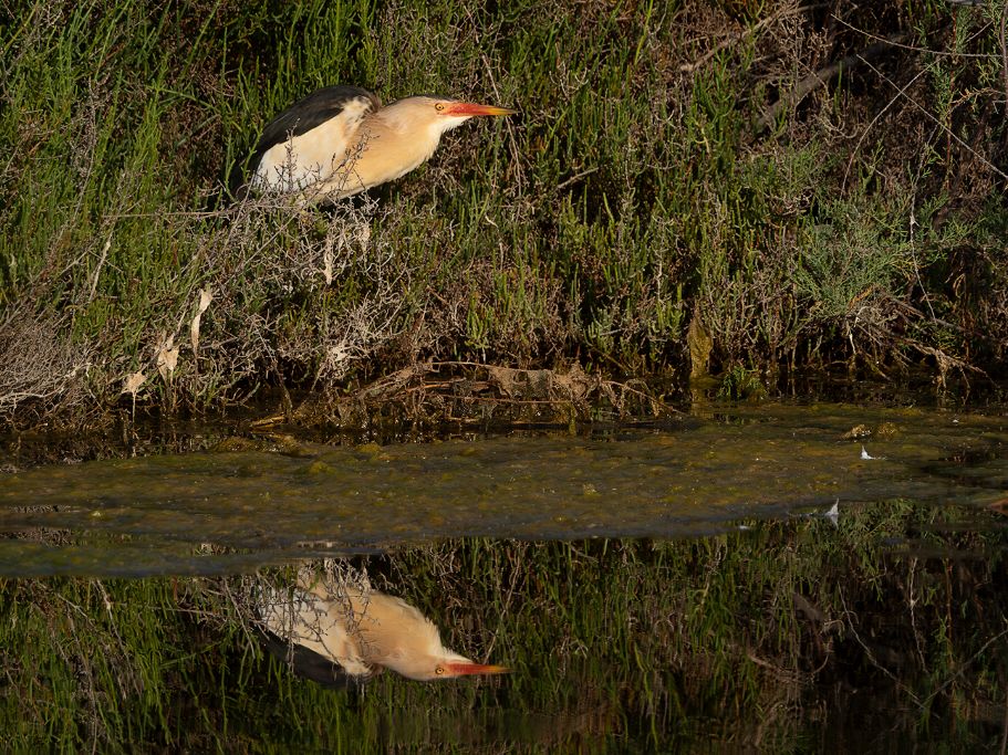 Avetorillo macho y reflejo Avetorillo macho y reflejo