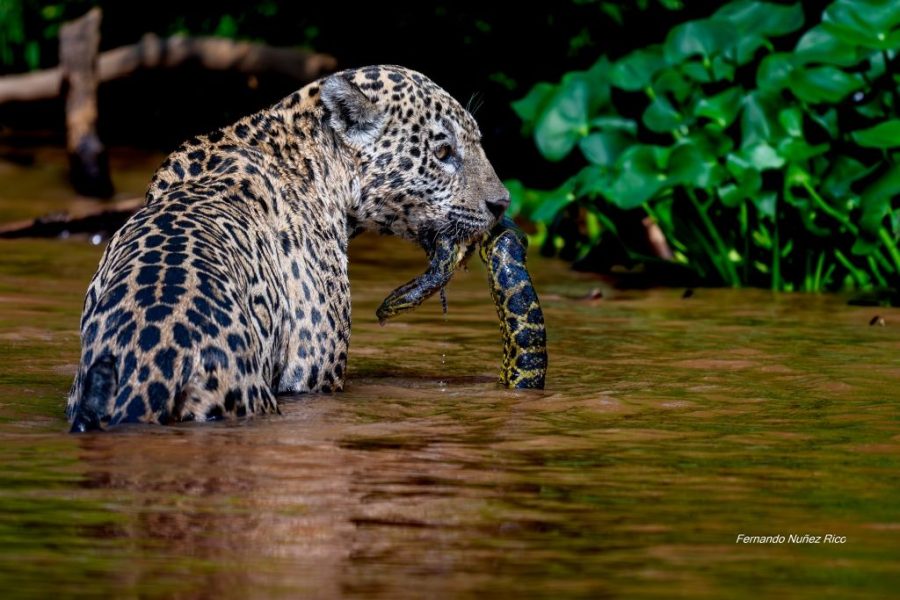 Jaguar y anaconda