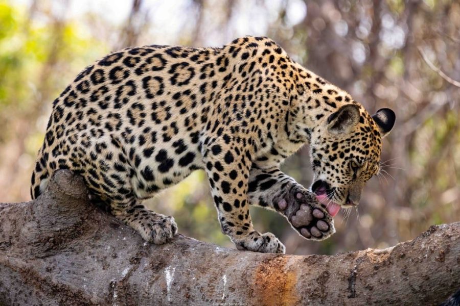 Jaguar