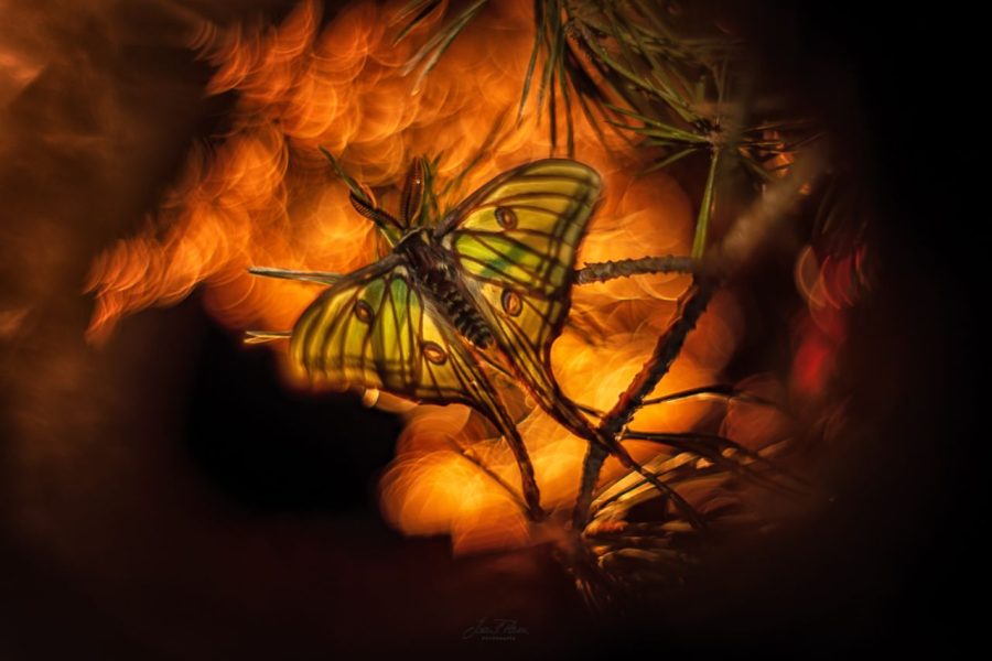 Mariposa isabelina ©Juan Pablo Plaza