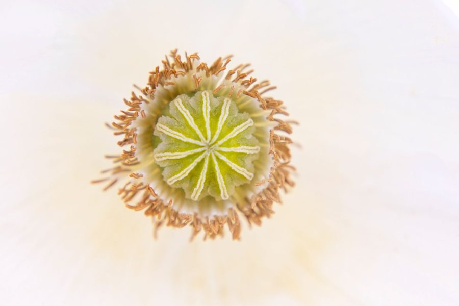 Corazón de amapola ©Merce Almoguera