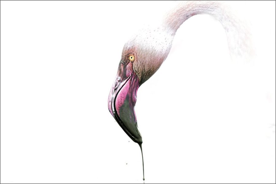 Flamenco ©Félix Morlán