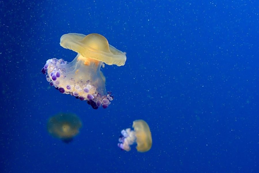 Medusas ©Javier Herranz
