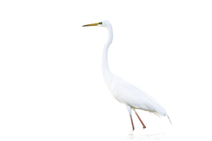 Garza blanca ©Jesús Cadenas