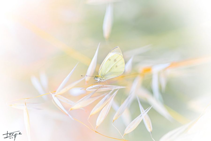 Mariposa ©Jorge Martín