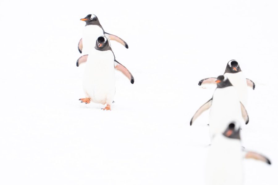 Pingüinos papúa ©Luis Alcaraz