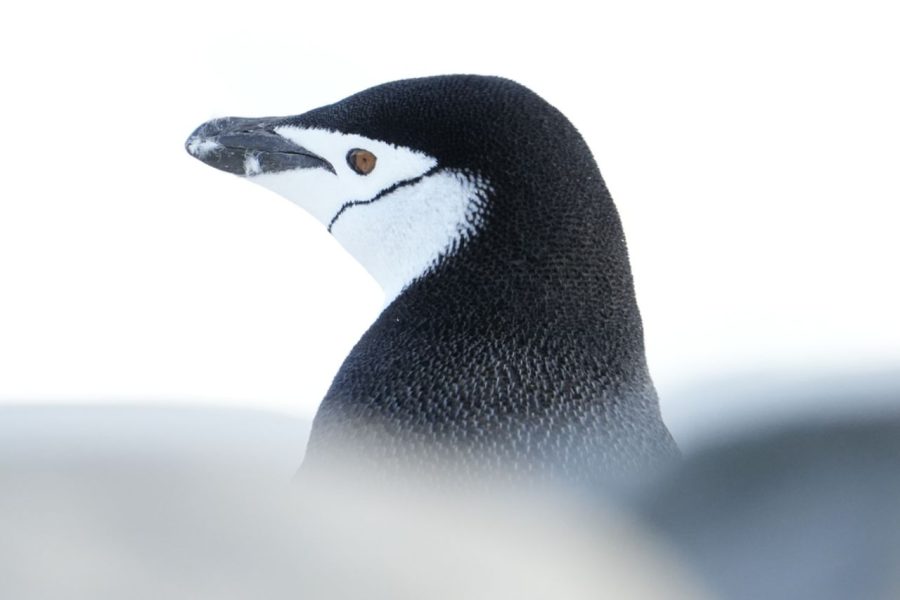 Pingüino barbijo ©Luis Alcaraz