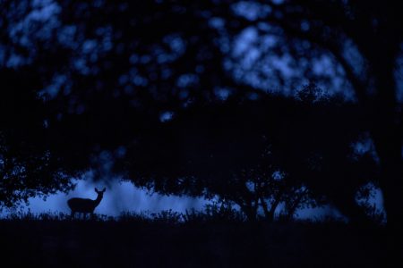 "Umbral de noche" de Toñi Maya