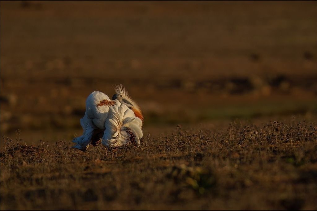 Avutarda ©Félix Morlán Avutarda ©Félix Morlán
