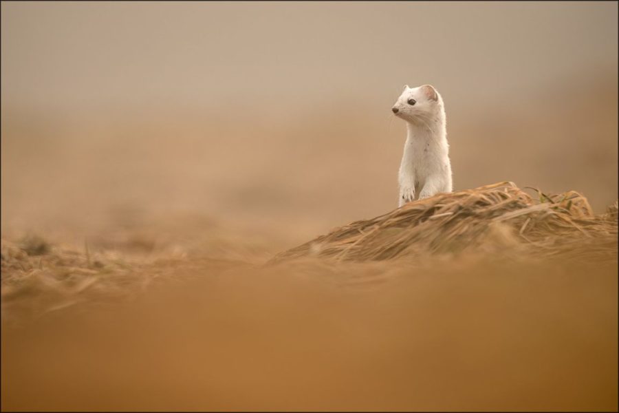 Armiño, el pequeño burlón ©Félix Morlán