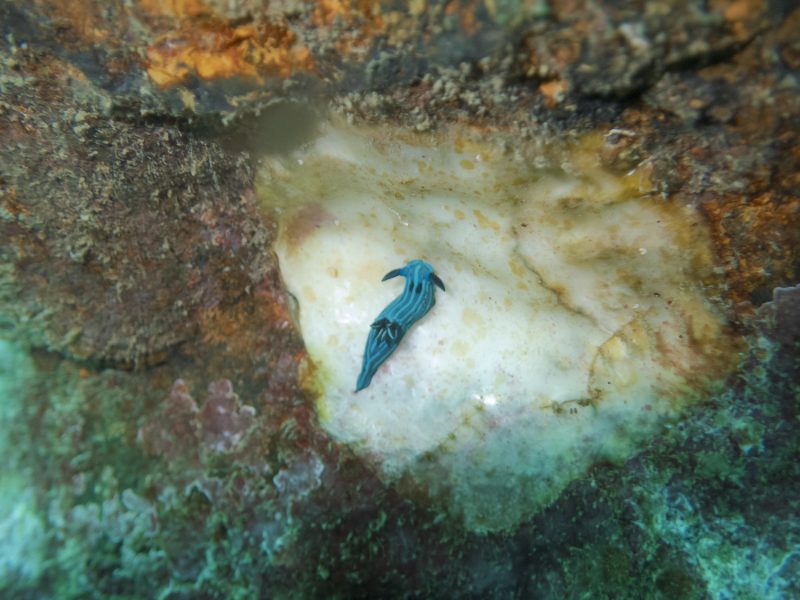 Nudibranquio @Elena Jorreto