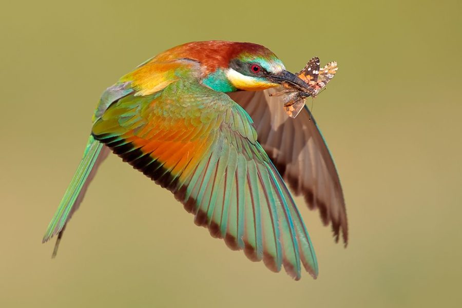 Abejaruco en vuelo ©Hugo Estévez