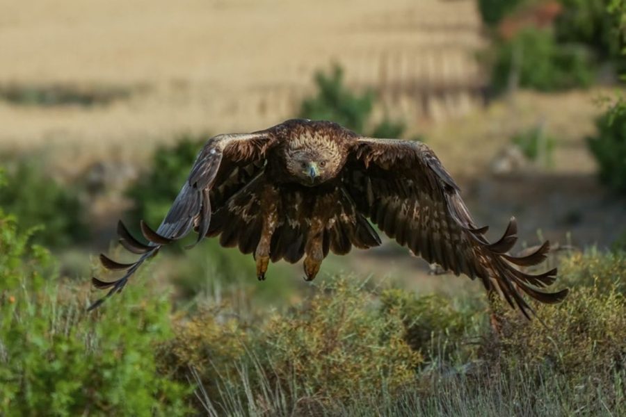 Águila real ©Javier Morales