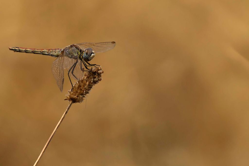 Sympetrum fonscolombii ©José Gismero Sympetrum fonscolombii ©José Gismero