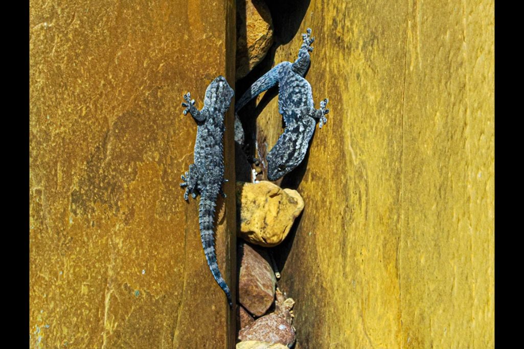 Geckos ©José Miguel Martínez Geckos ©José Miguel Martínez