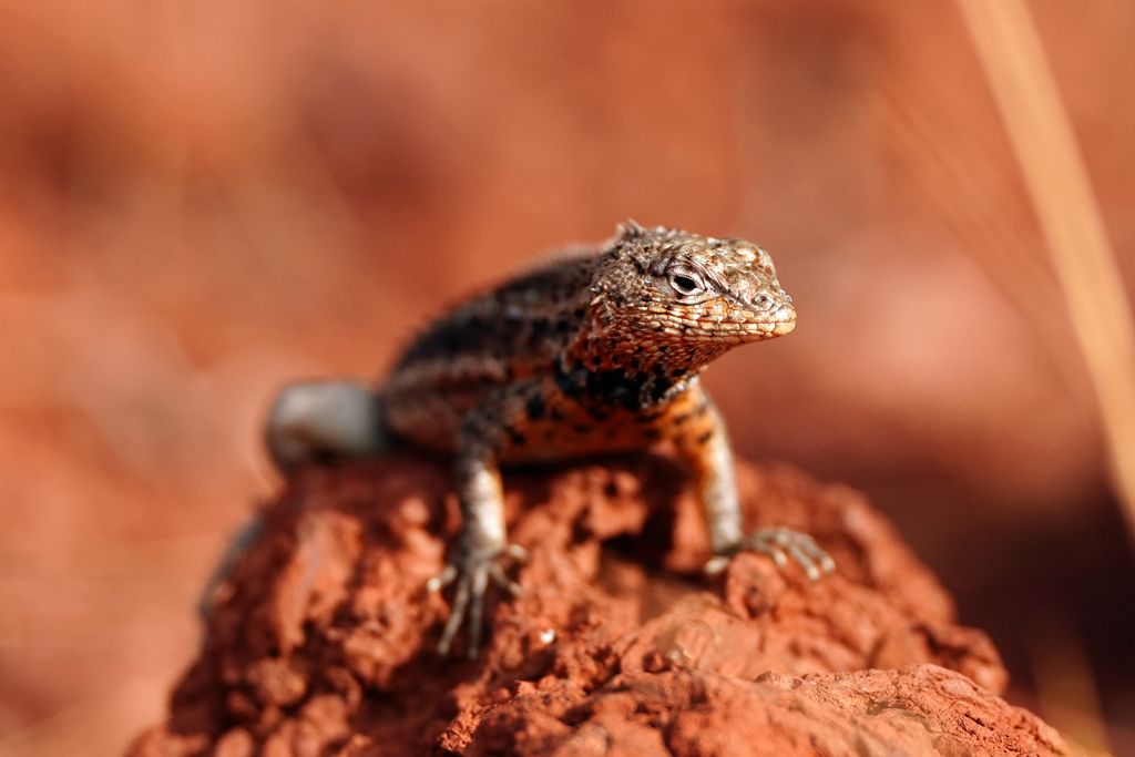 Lagartija de lava ©Luis Alcaraz Lagartija de lava ©Luis Alcaraz