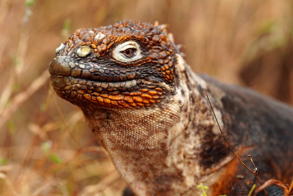 Iguana ©Luis Alcaraz Iguana ©Luis Alcaraz