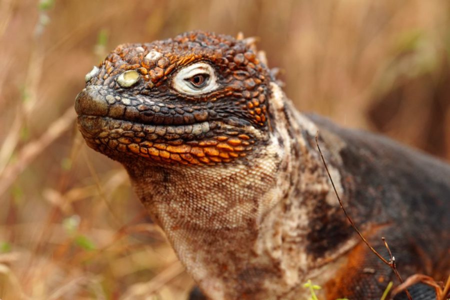 Iguana terrestre ©Luis Alcaraz