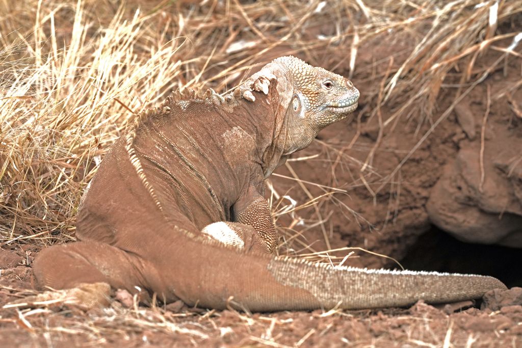 Iguana ©Luis Alcaraz Iguana ©Luis Alcaraz
