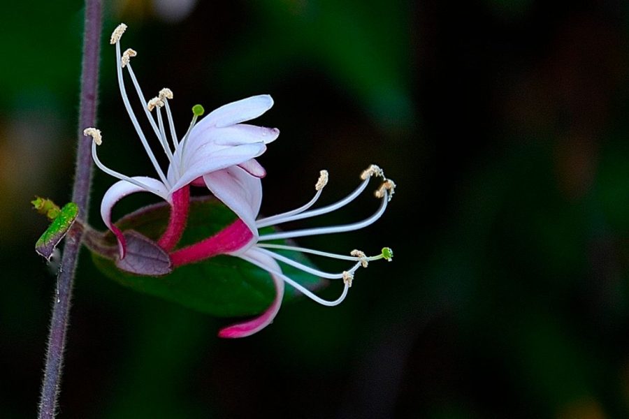 Flor ©Lya Ramos