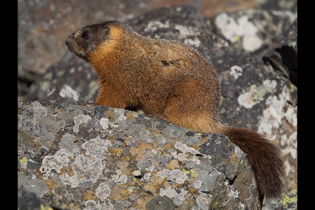 Marmota ©Miguel Benedicto