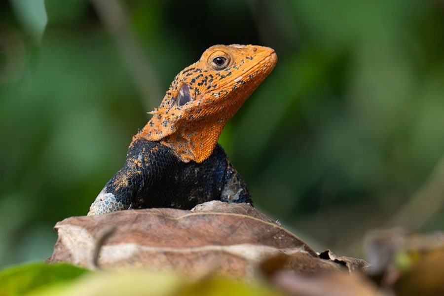 Macho de agama común ©Miguel Benedicto