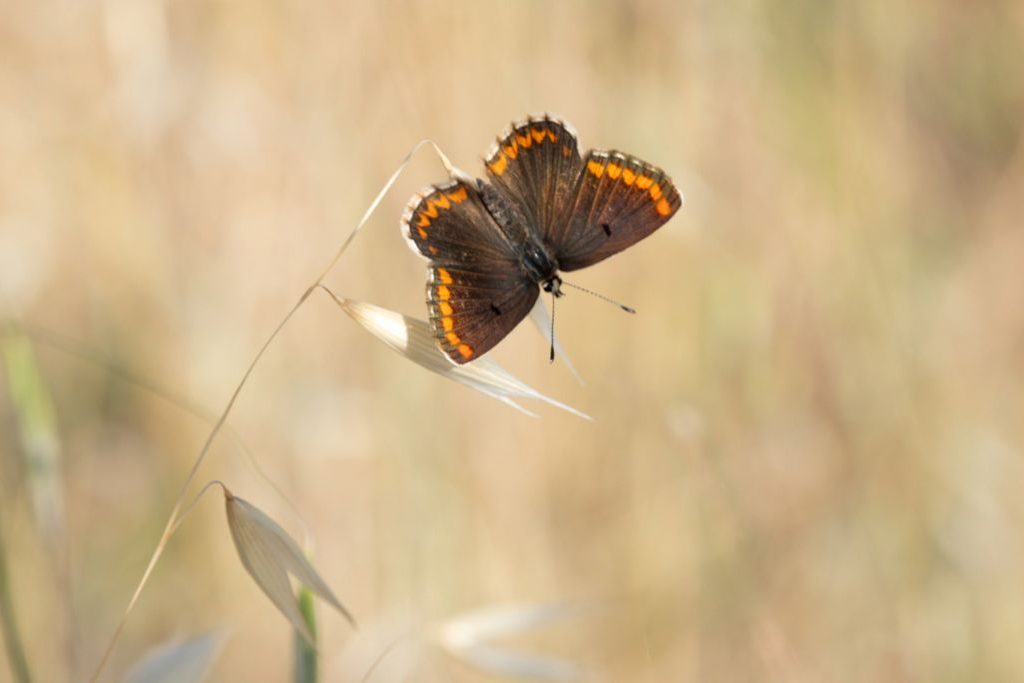 Mariposa ©Mar Sanz Mariposa ©Mar Sanz