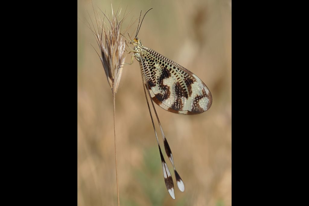 Nemóptera bipennis ©Mar Sanz Nemóptera bipennis ©Mar Sanz