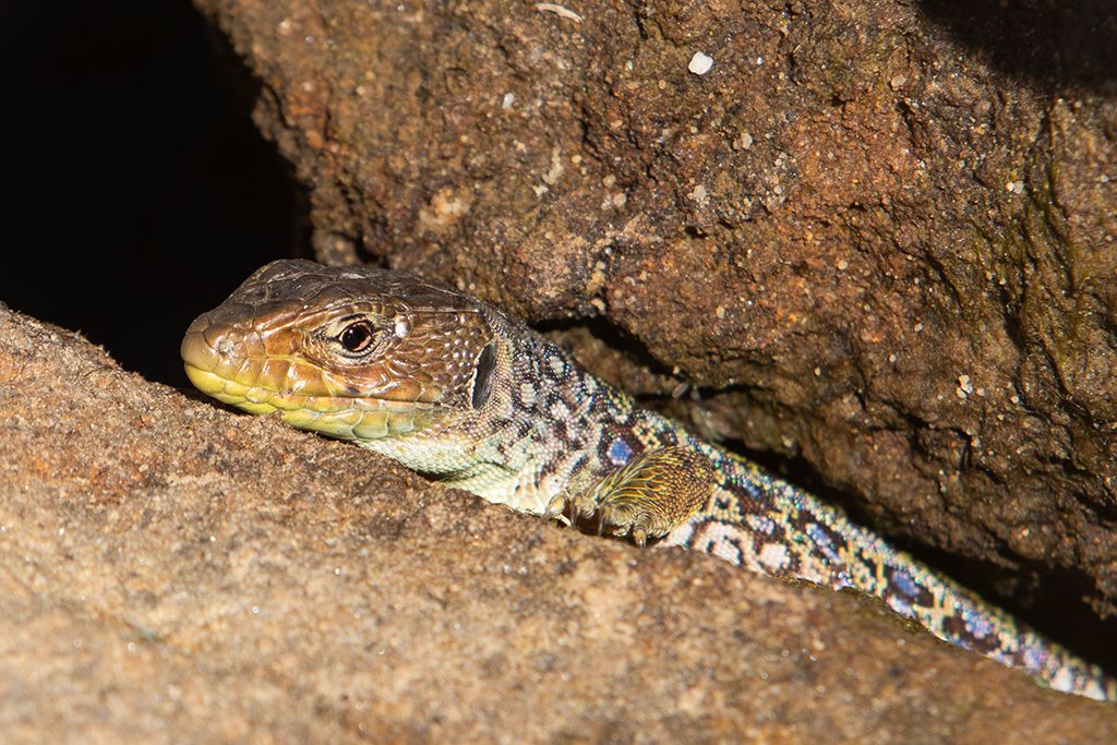 Lagarto ocelado ©Merce Almoguera Lagarto ocelado ©Merce Almoguera