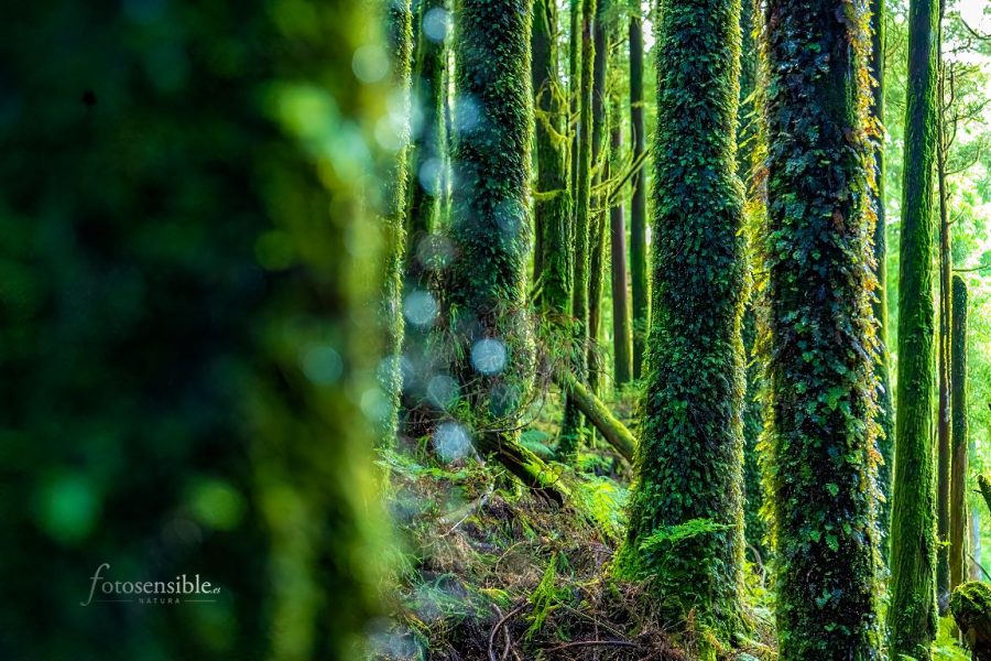 El bosque verde ©Ramiro Díaz