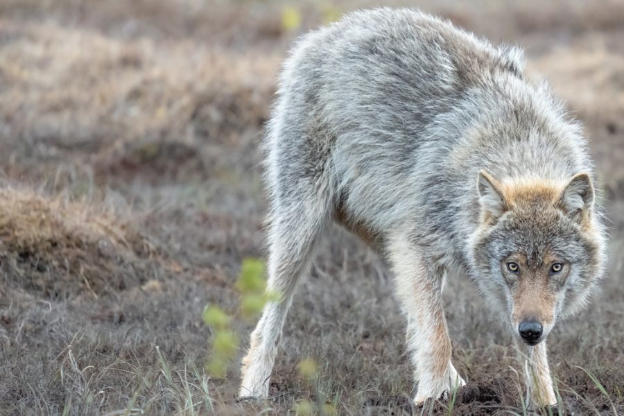 Lobo