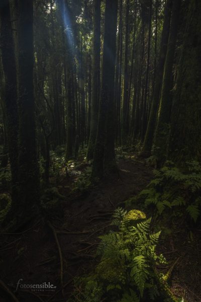 Bosques donde casi no penetra la luz. La isla Verde.