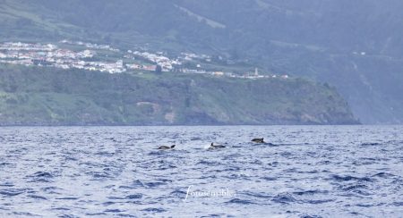 Cetáceos en la Isla Verde. Azores.