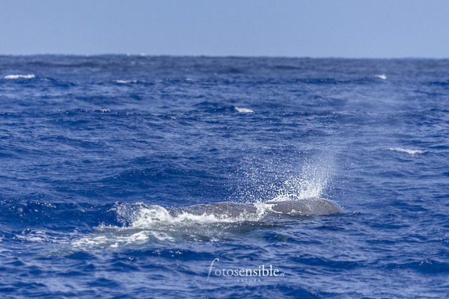Cetaceos en la Isla Verde. Azores.
