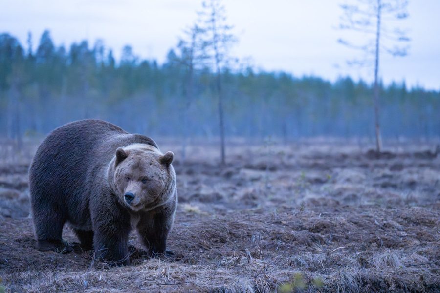 Oso Pardo