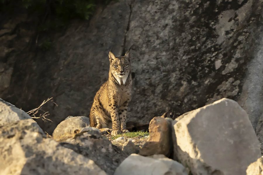 Lince ©Enrique Barrio