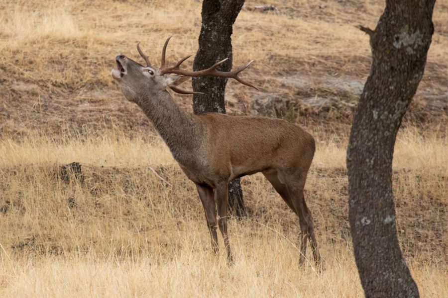 Macho de ciervo ©José Gismero