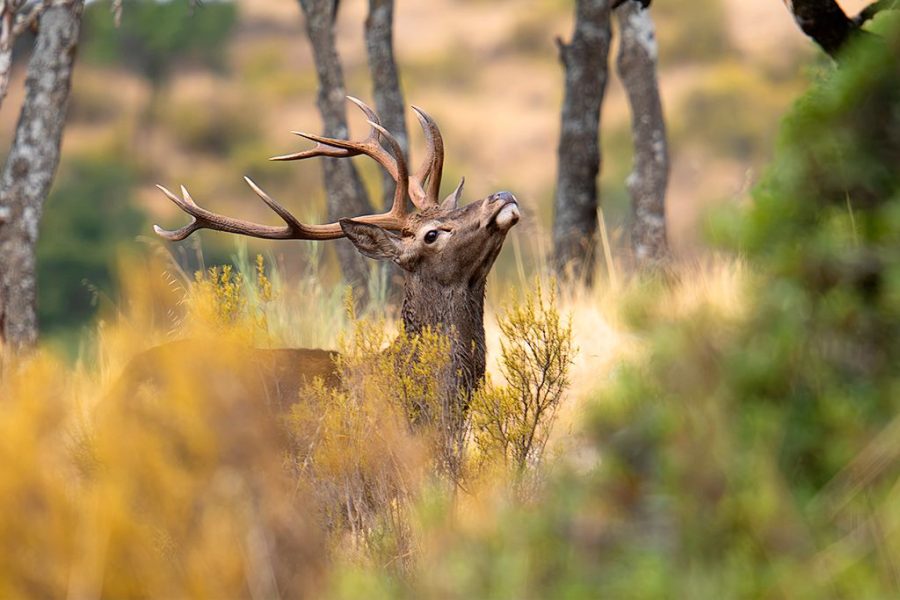 Macho de ciervo ©Miguel Benedicto