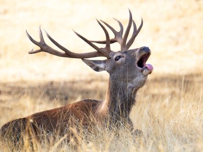 Macho de ciervo ©Miguel Benedicto