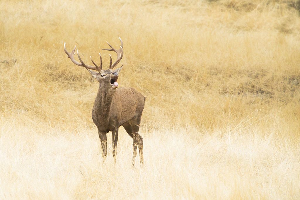 Macho de ciervo ©Merce Almoguera Macho de ciervo ©Merce Almoguera