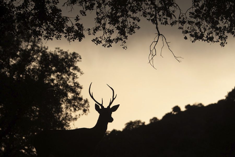Macho de ciervo ©Merce Almoguera