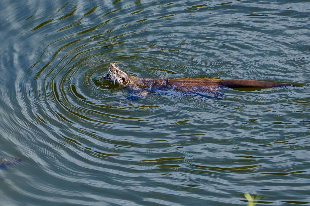 Nutria ©Nuria Castilla Nutria ©Nuria Castilla